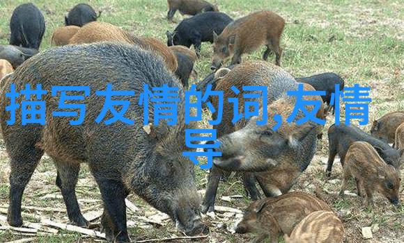 远方的好兄弟